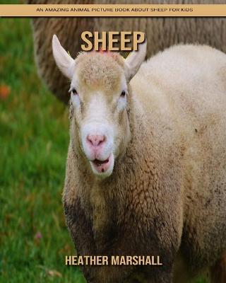 Book cover for Sheep