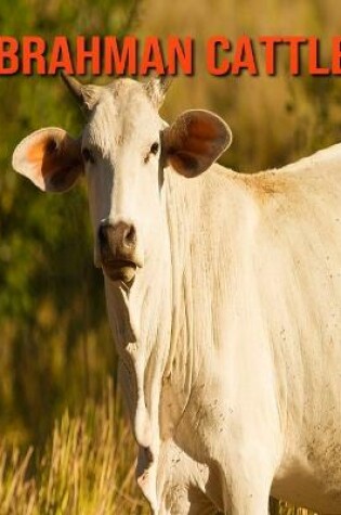 Cover of Brahman Cattle