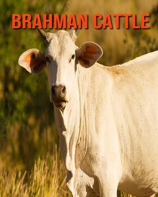 Book cover for Brahman Cattle