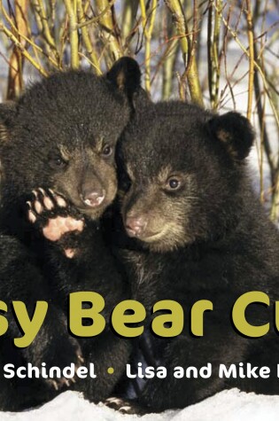 Cover of Busy Bear Cubs