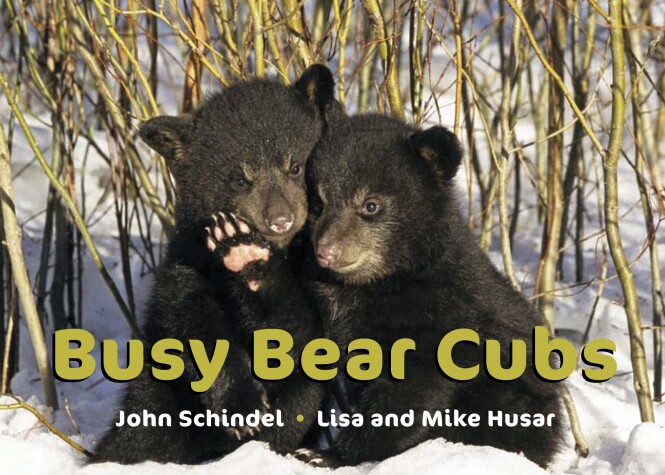 Book cover for Busy Bear Cubs