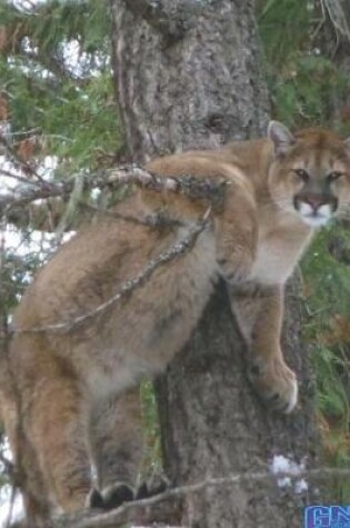 Cover of Mountain Lion In A Tree