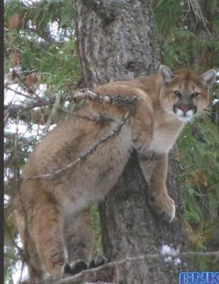 Book cover for Mountain Lion In A Tree