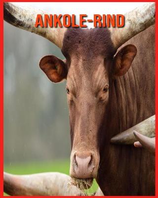 Book cover for Ankole-Rind