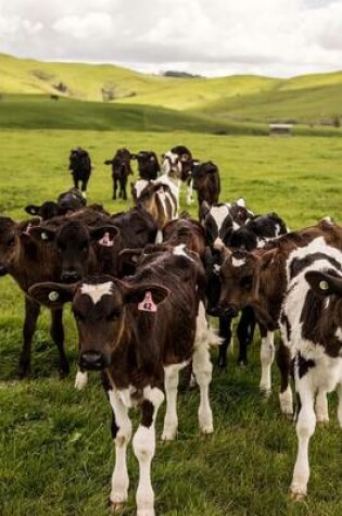 Cover of A Herd of Calves in the Green New Zealand Countryside