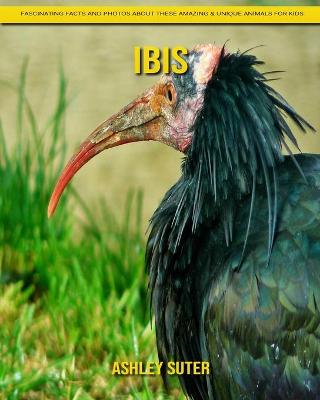 Book cover for Ibis