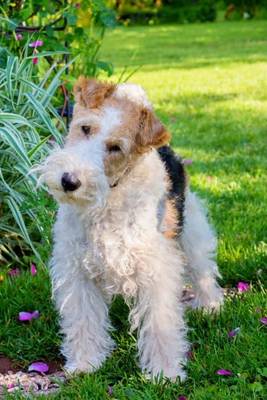 Book cover for Wire Fox Terrier