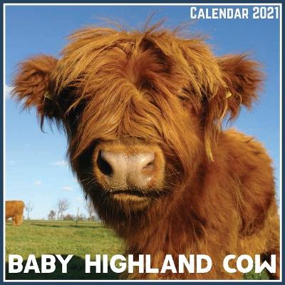 Book cover for Baby Highland Cow Calendar 2021