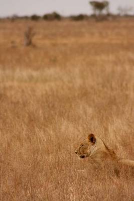 Book cover for Find the Lion in the Grass Journal