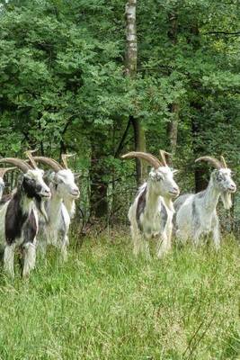 Book cover for A Bunch of Goats in the Netherlands, for the Love of Animals