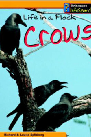 Cover of Animal Groups: Life in a Flock of Crows Paperback