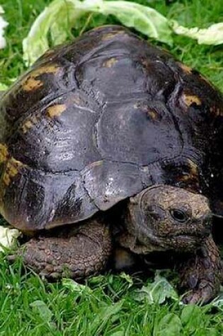 Cover of Spur Thighed Tortoise on Grass for the Love of Animals