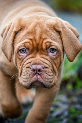 Book cover for French Mastiff Puppy Journal