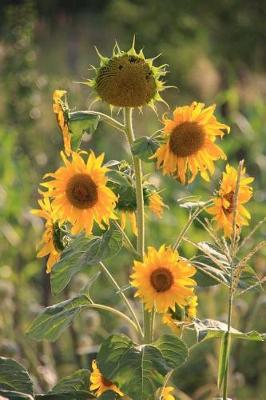 Book cover for Sunflowers Going to Seed in a Late Summer Meadow Journal