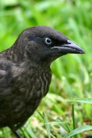 Cover of Brewer's Blackbird (Euphagus Cyanocephalus) Bird Journal