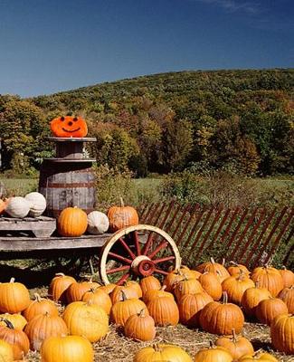 Book cover for School Composition Book Fall Season Harvesting Pumpkins 130 Pages