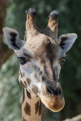 Book cover for Giraffe Portrait Animal Journal