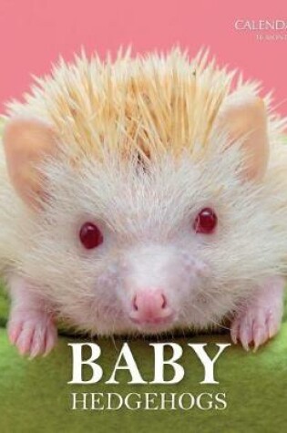 Cover of Baby Hedgehogs Calendar 2019