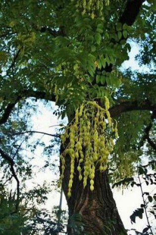 Cover of Japanese Pagoda Seeds Tree Journal