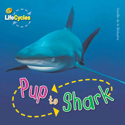 Book cover for Lifecycles: Pup to Shark