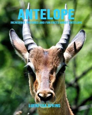 Book cover for Antelope