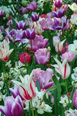 Book cover for Tulips in the Keukenhof Garden in the Netherlands