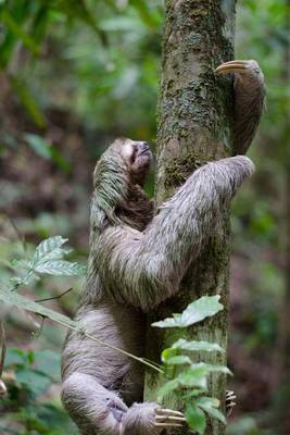 Book cover for Sloth Climbing a Tree Animal Journal