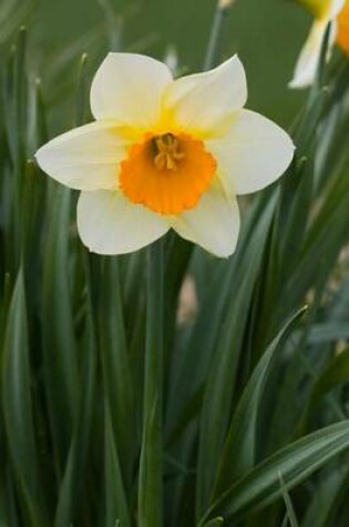 Cover of Single White Daffodil (for the Love of Flowers)