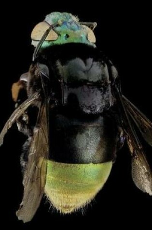 Cover of Orchid Bee Euglossini Journal