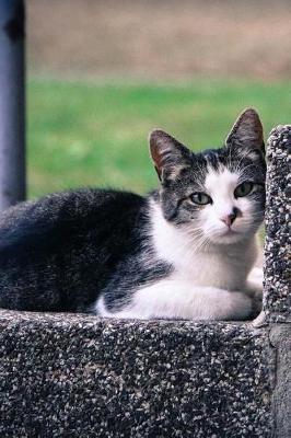 Book cover for Charming Little Black and White Cat on a Step Pet Journal