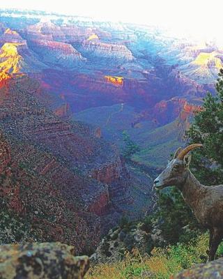 Book cover for Mountain Goat at Grand Canyon