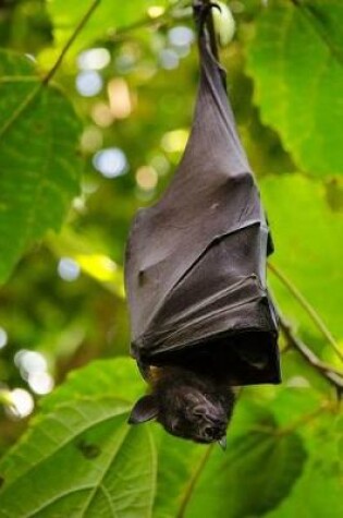 Cover of Black Bat Hanging Upside Down In The Trees