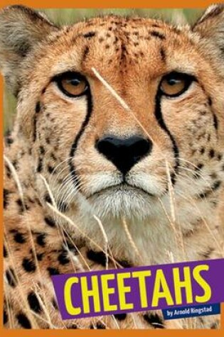 Cover of Cheetahs