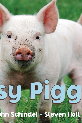 Cover of Busy Piggies