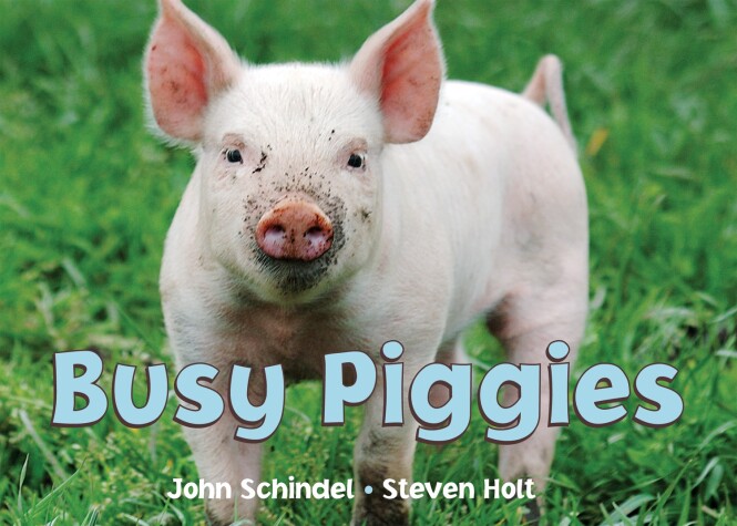 Book cover for Busy Piggies