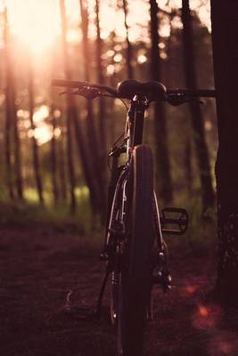 Book cover for A Bicycle in the Woods