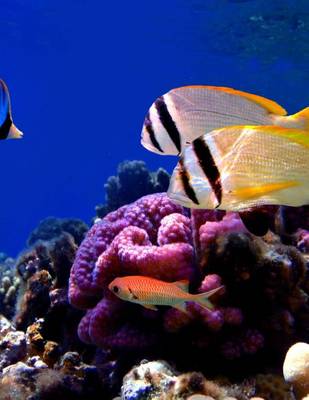 Book cover for Jumbo Oversized Tropical Fish and Coral in the Ocean