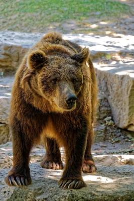 Book cover for Brown Bear Wild Animal Journal