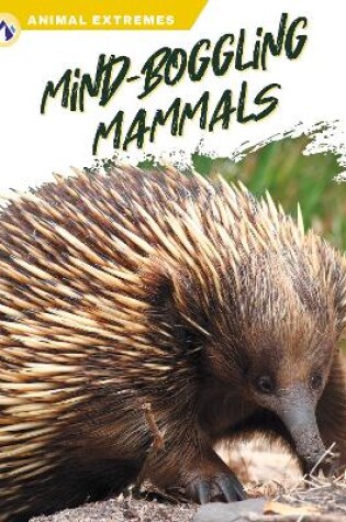 Cover of Mind-Boggling Mammals