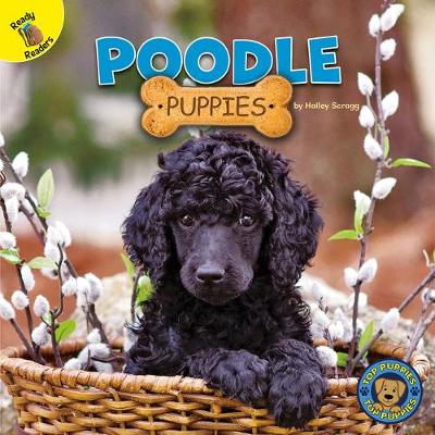 Book cover for Poodle Puppies