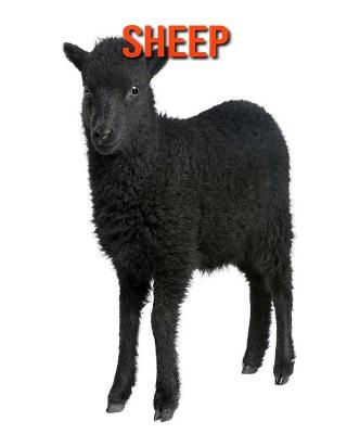 Book cover for Sheep