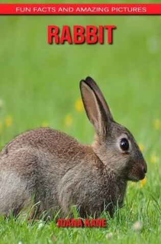 Cover of Rabbit