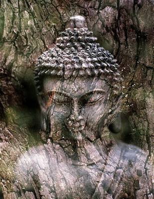 Book cover for Jumbo Oversized Statue of Buddha Morphing Into a Tree