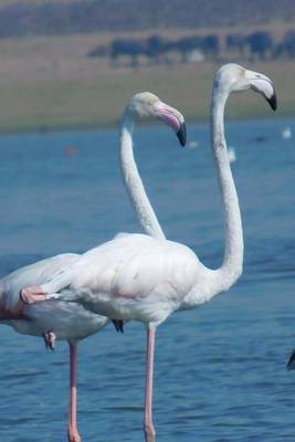 Book cover for Greater Flamingo Bird (Birds of the World)