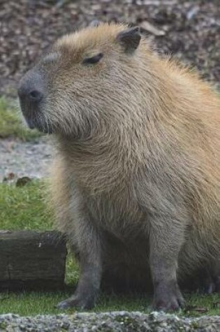 Cover of A Cute Capybara Just Sitting Around Journal