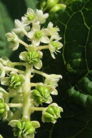 Cover of Phytolacca Americana Pokeweed Flower Blooming