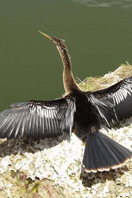 Book cover for Nhinga Snakebird Dartbird by the Water