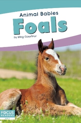 Cover of Animal Babies: Foals