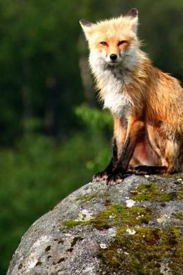 Book cover for Journal Red Fox Sitting On Rock