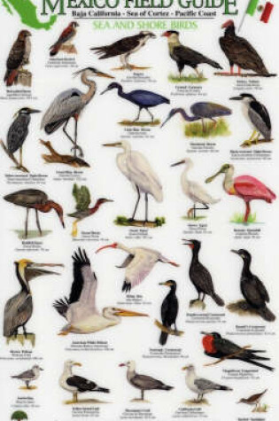 Cover of Sea and Shore Birds